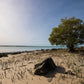 Dampier Peninsula Cultural Day Tour