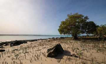 Dampier Peninsula Cultural Day Tour