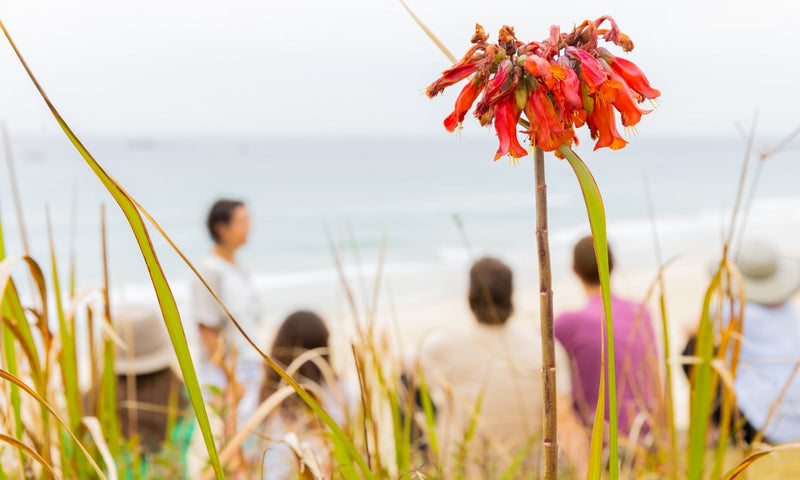 Whale Watching Cultural Walk, Minjerribah