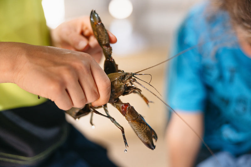 Djilgi Dreaming Yabbie Farm Tour