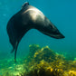 Kangaroo Island Snorkelling Tour