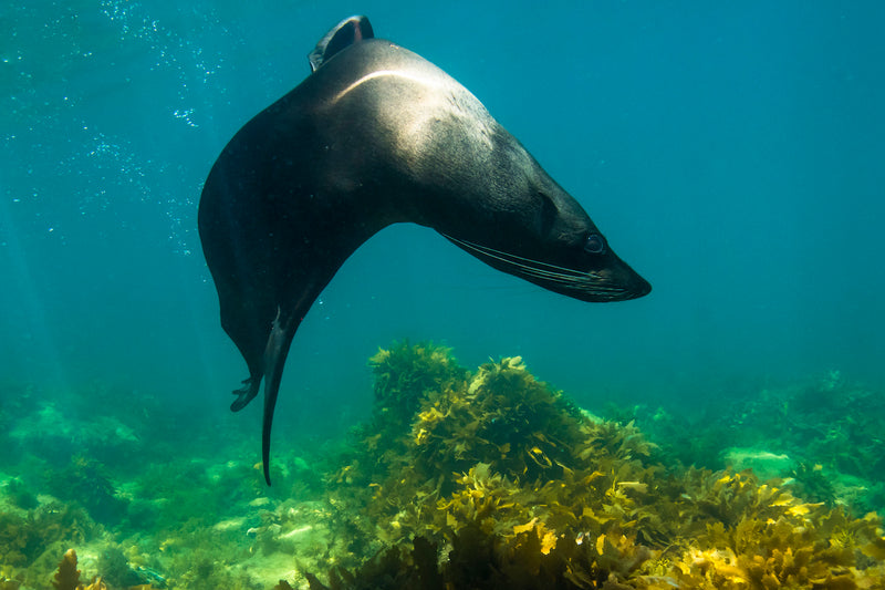 Kangaroo Island Snorkelling Tour