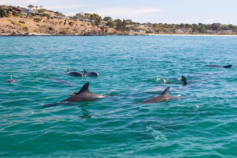 75 minute Kangaroo Island Ocean Safari