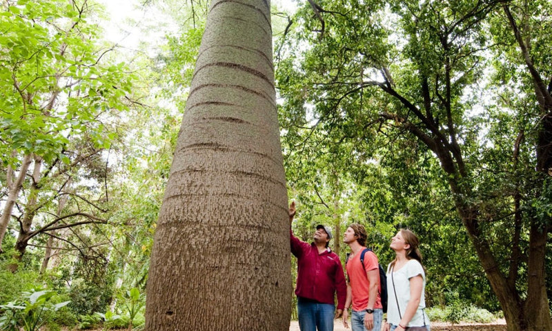 Adelaide Botanic Gardens Native Plant Trail