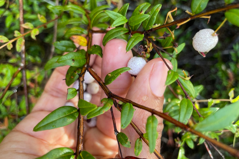 Bangalow Bush Tucker Tour