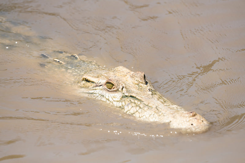 Spectacular Jumping Crocodile Cruise