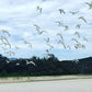 Private Aboriginal Tour in Byron Bay region