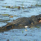 2 hour Yellow Water Cruise - Morning