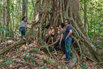 Ngana Kulkinga Dungay: We All Going Cape Tribulation - Full Day Tour