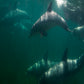 Kangaroo Island Snorkelling Tour
