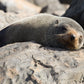 75 minute Kangaroo Island Ocean Safari