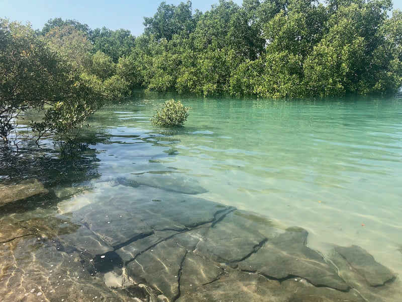 Reef Discovery Walk