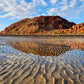 Bush Tucker Tour of Hearson Cove