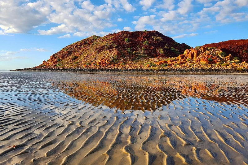 Bush Tucker Tour of Hearson Cove