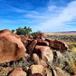 Rock Art Tour, Yaburrara Trail