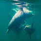 Kangaroo Island Snorkelling Tour