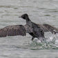 Dolphin and Shipwreck Cruise