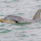 Dolphin and Shipwreck Cruise