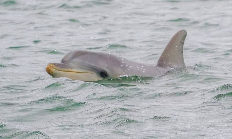 Dolphin and Shipwreck Cruise