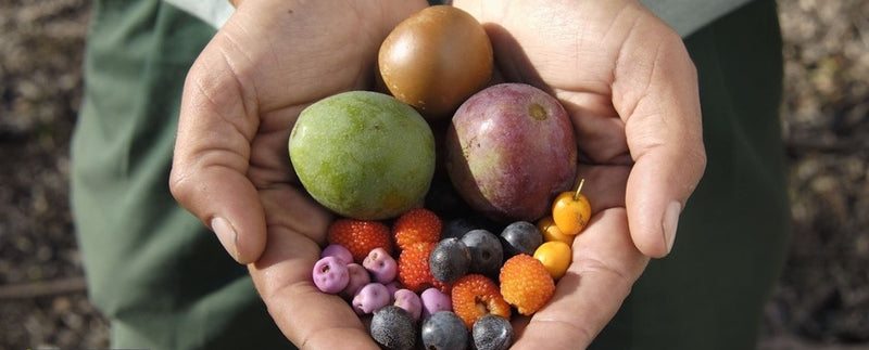 Aboriginal Bush Tucker Tour, Royal Botanic Garden Sydney