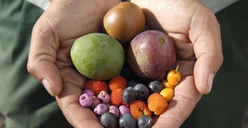 Aboriginal Bush Tucker Tour, Royal Botanic Garden Sydney