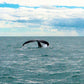 Cultural Whale Watching