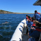 75 minute Kangaroo Island Ocean Safari