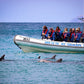 Kangaroo Island Snorkelling Tour