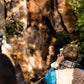 Cultural Tour of Adelaide Botanic Garden