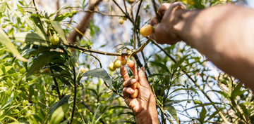 Indigenous Culture and Nature Tour - Tower Hill