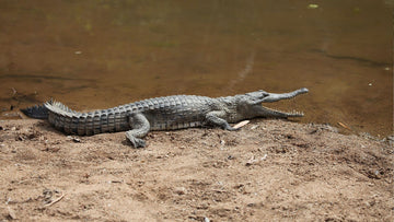 Windjana Explorer