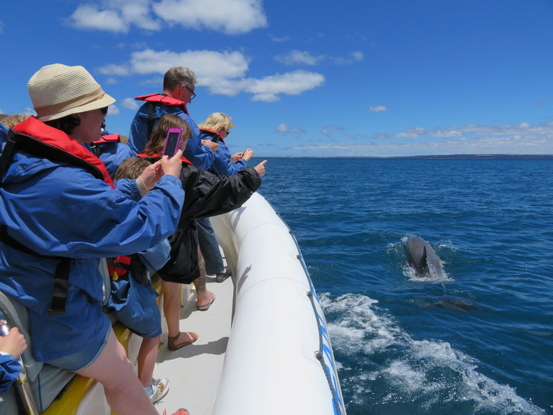 75 minute Kangaroo Island Ocean Safari