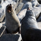 75 minute Kangaroo Island Ocean Safari