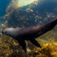 Kangaroo Island Snorkelling Tour