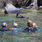 Kangaroo Island Snorkelling Tour