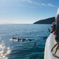 75 minute Kangaroo Island Ocean Safari