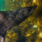 Kangaroo Island Snorkelling Tour